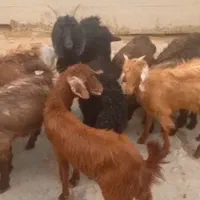فروش بز وکهره