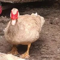 قوغاز  اردک روسی مرغ شاخدار  خروس