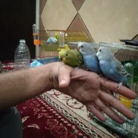 مرغ عشق هلندی رینبو ودورگ جفتی ۸۰۰
