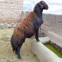 عید سعید قربان گوسفند گوساله زنده