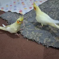 جوجه عروس هلندی