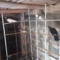 گرفتنی