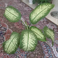 گل دیفین  ۴ تا و گل سانسوریا  و پایه گل