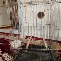 قفس بزرگ فلزی
