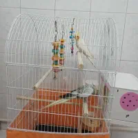 عروس هلندی آماده تخم گذاری با همه وسایل