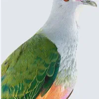 تعدادی کفتر دورنگ