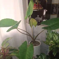گل و گیاه