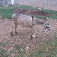 الاغ|حیوانات مزرعه|تهران, بوستان چیتگر|دیوار