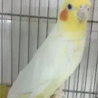 عروس هلندی