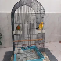 طوطی برزیلی سالم  وسرحال