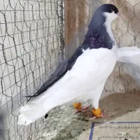 چپ سیاه سیاه پوش