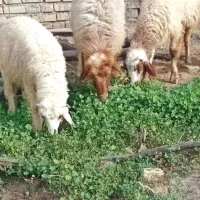 بازدید حمیدیه