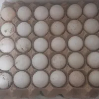 تخم اردک اسرائیلی