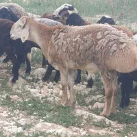 قوچ چینی