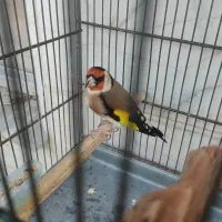 سهره نروماده متولد قفس