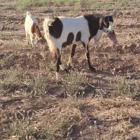 تکه پاکستانی