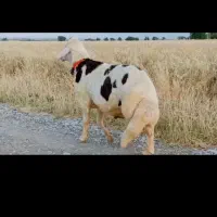 قوچ پلنگی بروجردی درجه یک یک میش بره ماده بز