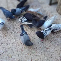 تعدادی کبوتر