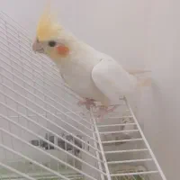 عروس هلندی جفت