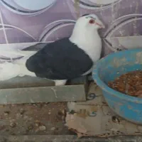 زاغ بالا پر وپشت سیاه گردن کلفت