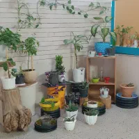 گل طبیعی|گل و گیاه طبیعی|کاشمر, |دیوار