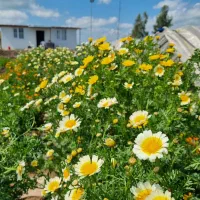 نهال،بذر گل های زینتی / باغچه