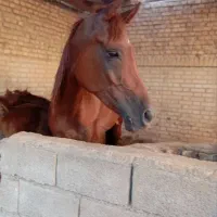 اسب مادیون خالص عرب
