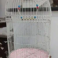 قفس
