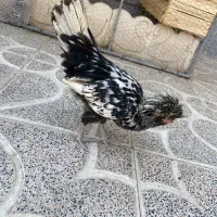 مرغ و خروس