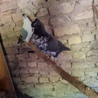 کبوتر سینه سیاه