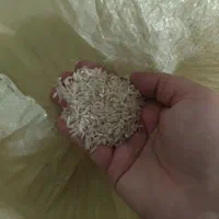برنج فجر سوزنی
