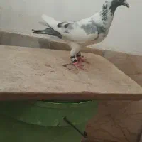 کفتر بوم