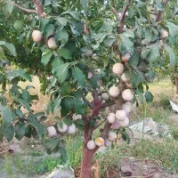 آلو کبرایی (آفتابی و دودی) و آلو رسمی