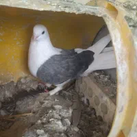 دوکت و زاغ آبادانی