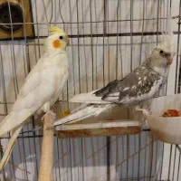 عروس هلندی مولد به شرط