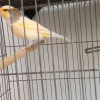 جوجه قناری