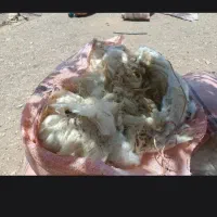 پشم گوسفندی ۹کیلو تمیز