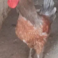 خروس محلی اصل