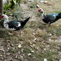۳ عدد اردک اسراییلی نر بالغ