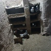 کفتر|پرنده|شیروان (خراسان), |دیوار