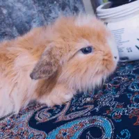 بچه خرگوش لوپ چشم آبی