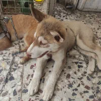 سگ هاسکی