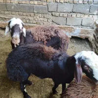 میش زاییده