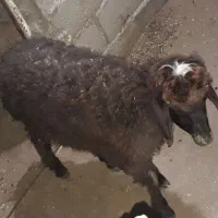نر بره