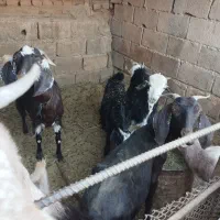 فروش گوسفند