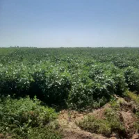 اجاره-چهار-هکتار-زمین-مزروعی-جهت-کاشت-گندم