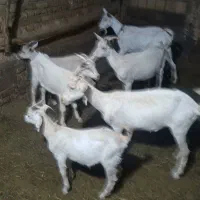 سه عدد بز سانن اصل با سه عدد بزغاله