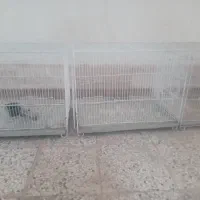 قفس