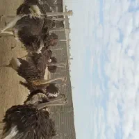 شترمرغ پرواری مثبت ۸۰