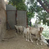 نربزناب آلپاین .وبزساننشیرا